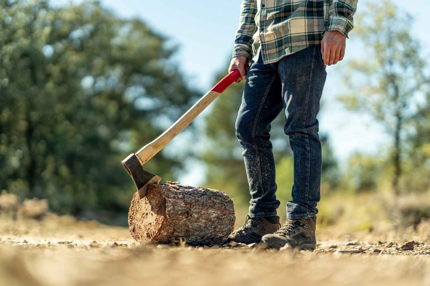 Tree Root Removal in Hunters Creek, FL